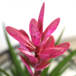 5-Inch Bromeliad In Decorative Pot -GreenNest Store Pink Bromiliad 2 e1dd7faf b9f8 429e 84d5 7ce3076db5e3