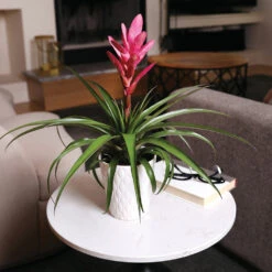 5-Inch Bromeliad In Decorative Pot -GreenNest Store Pink Bromiliad 4