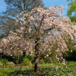 Pink Weeping Cherry Tree -GreenNest Store Pink Double Weeping Cherry 6 FGT