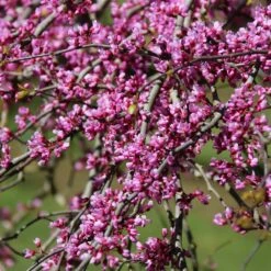 Pink Heartbreaker Redbud Tree -GreenNest Store Pink Heartbreaker Redbud 1