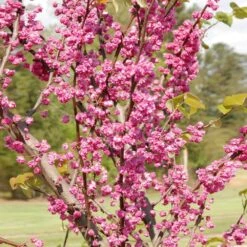 'Pink Pom Poms' Redbud Tree -GreenNest Store Pink Pom Pom Redbud 2