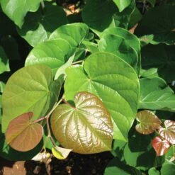 'Pink Pom Poms' Redbud Tree -GreenNest Store Pink Pom Pom Redbud 4