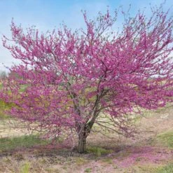 'Pink Pom Poms' Redbud Tree -GreenNest Store Pink Pom Pom Redbud 5