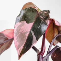Pink Princess Philodendron 6 Pink Princess Philodendron -GreenNest Store Pink Princess 2