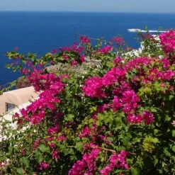 Pink Pixie Bougainvillea 5 Pink Pixie Bougainvillea -GreenNest Store Pixie Pink BOugainv illea FGT 3