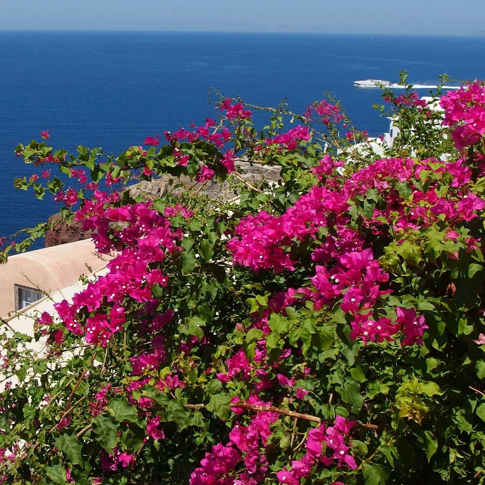Pink Pixie Bougainvillea 3 Pink Pixie Bougainvillea - Image 3