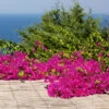 Pink Pixie Bougainvillea