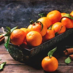 Pixie Mandarin Tree 7 Pixie Mandarin Tree -GreenNest Store Pixie Mandarin Tree 3