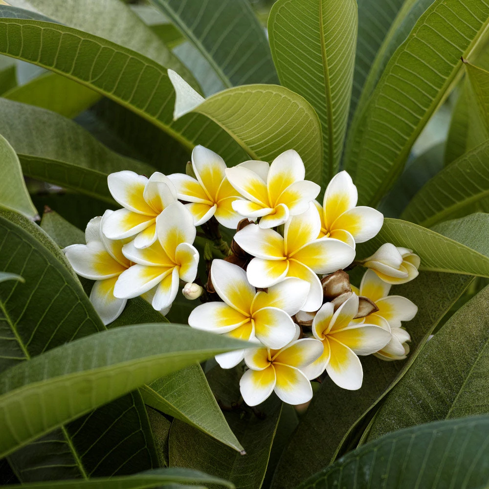 Plumeria 3 Plumeria - Image 3