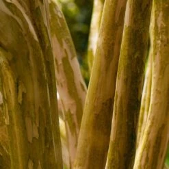 Pink Velour Crape Myrtle -GreenNest Store Pnk Velour Crape Myrtle