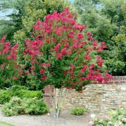 Pink Velour Crape Myrtle -GreenNest Store Pnk Velour Crape Myrtle 4 FGT
