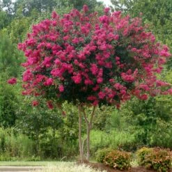 Pink Velour Crape Myrtle -GreenNest Store Pnk Velour Crape Myrtle 5 FGT