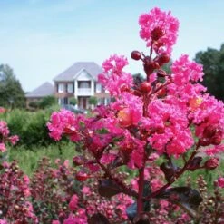 Pink Velour Crape Myrtle -GreenNest Store Pnk Velour Crape Myrtle 6 FGT
