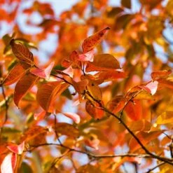 Pink Velour Crape Myrtle -GreenNest Store Pnk Velour Crape Myrtle 8