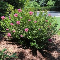 Pocomoke Crape Myrtle 7 Pocomoke Crape Myrtle -GreenNest Store Pokomoke 1
