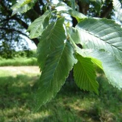 Prairie Expedition® Elm Tree -GreenNest Store Prairie Expedition Elm 2