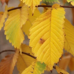 Prairie Expedition® Elm Tree -GreenNest Store Prairie Expedition Elm 3