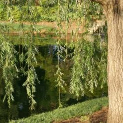 Prairie Cascade Weeping Willow -GreenNest Store Prarie Cascade Willow 2