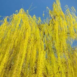 Prairie Cascade Weeping Willow -GreenNest Store Prarie Cascade Willow 3 FGT