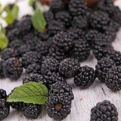 Prime Ark Freedom Blackberry - USDA Organic -GreenNest Store Prime Ark Freedom Blackberries 2 450w 6eb9fce9 bbe8 4d18 aff3 ccaf8f5427c6