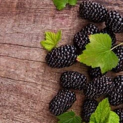 Prime Ark Freedom Blackberry - USDA Organic -GreenNest Store Prime Ark Freedom Blackberries 450w d5286eb3 bcc5 4d9f baed f30b1d6d3dee