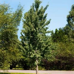 Princeton Sentry™ Columnar Ginkgo Tree 5 Princeton Sentry™ Columnar Ginkgo Tree -GreenNest Store Princeton Sentry Ginkgo Tree 1