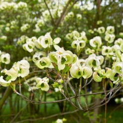 Mexican Flowering Dogwood Tree -GreenNest Store Pringle Mexican Dogwood 1