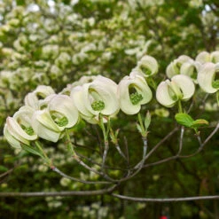 Mexican Flowering Dogwood Tree -GreenNest Store Pringle Mexican Dogwood 2