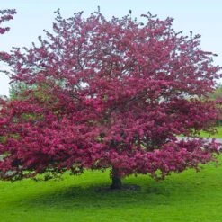 Profusion Crabapple Tree -GreenNest Store Profussion Crabapple 5