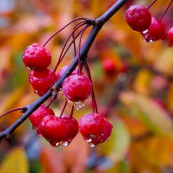 Profusion Crabapple Tree -GreenNest Store Profussion Crabapple 6