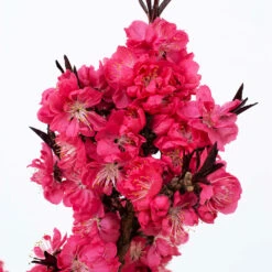 Ruby Ruffle™ Patio Peach Tree 8 Ruby Ruffle™ Patio Peach Tree -GreenNest Store Prunus RubyRuffles 2