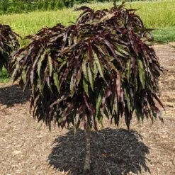 Ruby Ruffle™ Patio Peach Tree 9 Ruby Ruffle™ Patio Peach Tree -GreenNest Store Prunus RubyRuffles 3