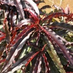 Ruby Ruffle™ Patio Peach Tree 11 Ruby Ruffle™ Patio Peach Tree -GreenNest Store Prunus RubyRuffles 6