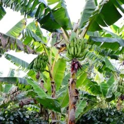 Puerto Rican Plantain Banana Tree 12 Puerto Rican Plantain Banana Tree -GreenNest Store Puerto Rican Plantain Banana Tree 10