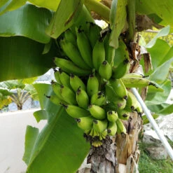 Front Page -GreenNest Store Puerto Rican Plantain Banana Tree 4