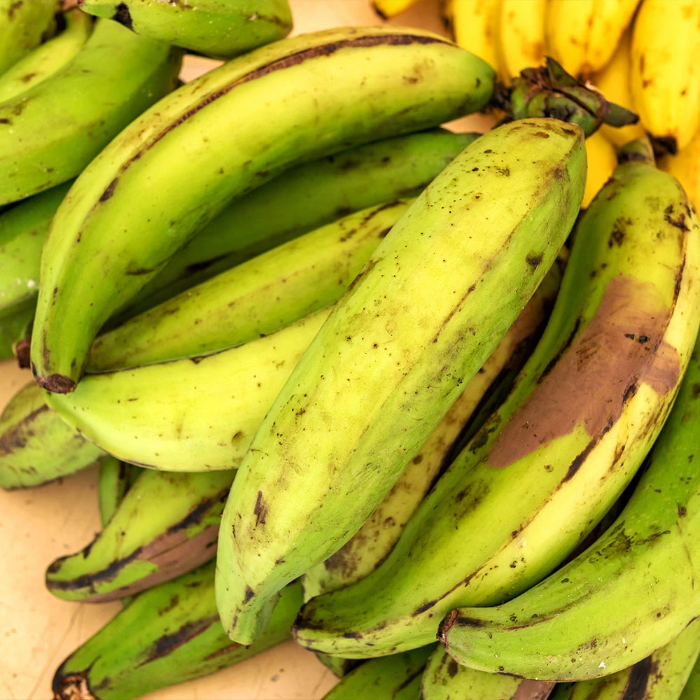 Puerto Rican Plantain Banana Tree 3 Puerto Rican Plantain Banana Tree - Image 3
