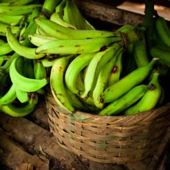 Puerto Rican Plantain Banana Tree 11 Puerto Rican Plantain Banana Tree -GreenNest Store Puerto Rican Plantain Banana Tree 9