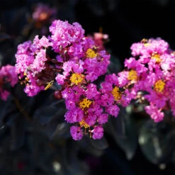 Black Diamond® Crape Myrtle - Purely Purple™ -GreenNest Store Purely Purple 1