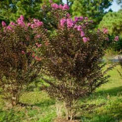 Black Diamond® Crape Myrtle - Purely Purple™ -GreenNest Store Purely Purple 3