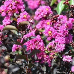 Black Diamond® Crape Myrtle - Purely Purple™ -GreenNest Store Purely Purple 4