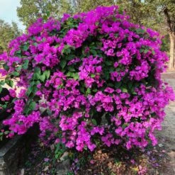 New River Purple Bougainvillea -GreenNest Store Purple Bougainvillea New River 11