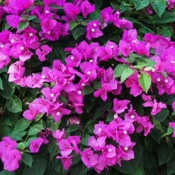 New River Purple Bougainvillea -GreenNest Store Purple Bougainvillea New River 12 FGT