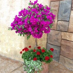 New River Purple Bougainvillea -GreenNest Store Purple Bougainvillea New River 1 FGT