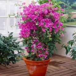 New River Purple Bougainvillea -GreenNest Store Purple Bougainvillea New River 2