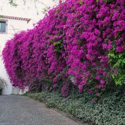 New River Purple Bougainvillea -GreenNest Store Purple Bougainvillea New River 7 FGT