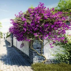 New River Purple Bougainvillea -GreenNest Store Purple Bougainvillea New River 9
