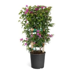 New River Purple Bougainvillea -GreenNest Store Purple Bougainvillea Trelis