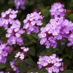 Purple Lantana -GreenNest Store Purple Lantana 6 FGT