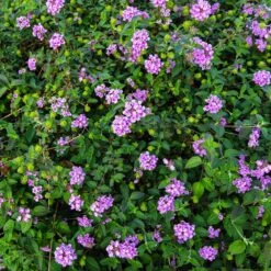 Purple Lantana -GreenNest Store Purple Lantana 7 FGT