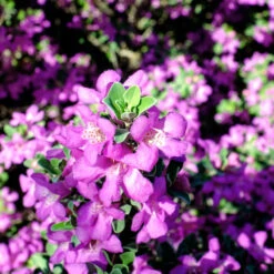 Purple Rain Texas Sage -GreenNest Store Purple Rain Sage 3 FGT